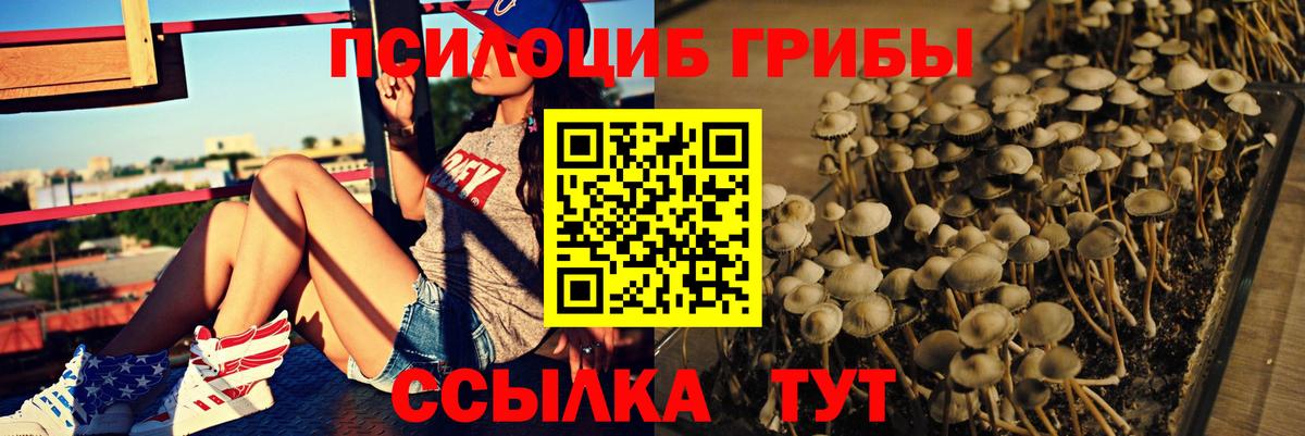 как найти   Галлюциногенные грибы Cubensis  Вход с VPN  Новодвинск 